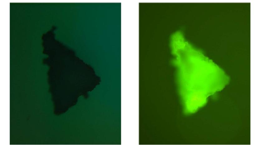 세리신/실리카 복합체의 소결 전(왼쪽)/후(오른쪽) 형광현미경 사진
