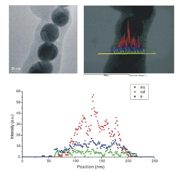 CdS로 코팅된 금 나노입자의 TEM 이미지와 line-scanned profile을 통한 성분분석