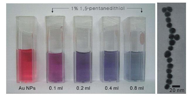 1,5-pentanedithiol의 첨가부피에 따른 용액색 변화와 배열된 금 나노입자의 TEM 이미지.