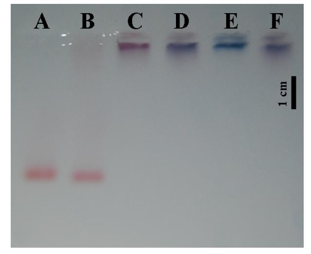 직경이 10 nm인 금 나노구 1 mL에 1 mM의 MPA 0.001 mL (A)와 1 mM의 MUA 0.001 mL (B), 1 mM의 4-NBT 0.001 mL (C), 1 mM의 4-nitrobenzoic acid 0.001 mL (D), 1 mM의 benzyl phenyl sulfide 0.001 mL(E), 1 mM의 4-aminobenzoic acid 0.001 mL (F)를 각각 첨가하여 반응시킨후 1시간 전기영동으로 분리시킨 이미지