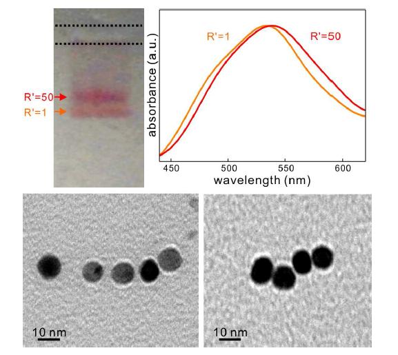 이동속도가 다른 두 금 나노구 콜로이드 용액을 혼합한 뒤 분리하여 흡광도와 TEM 이미지를 관찰한 것