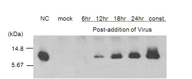 High level expression of HIV-NC using recombinant vaccinia virus containing T7 polymerase.