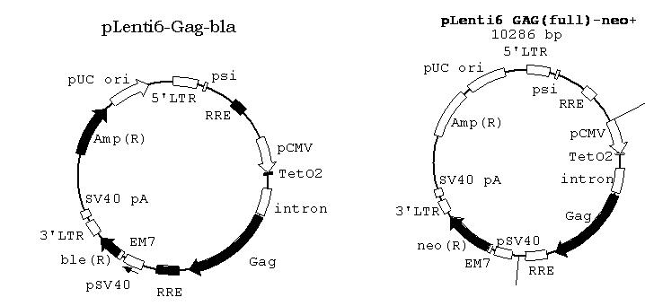 Lentiviral vector constructions for establishment of HIV Gag stable cell line