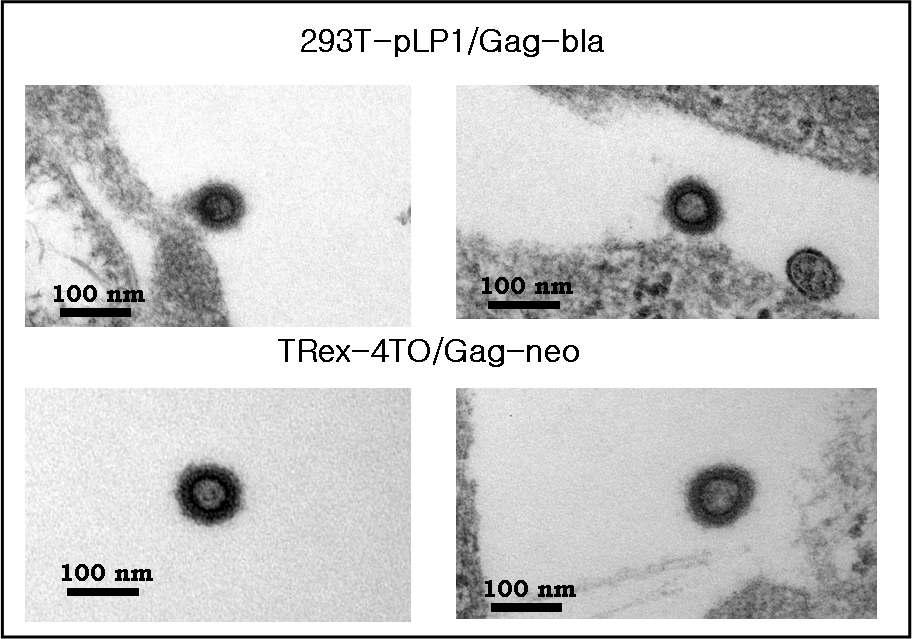 Determination of VLP production from HIV Gag stable cell lines