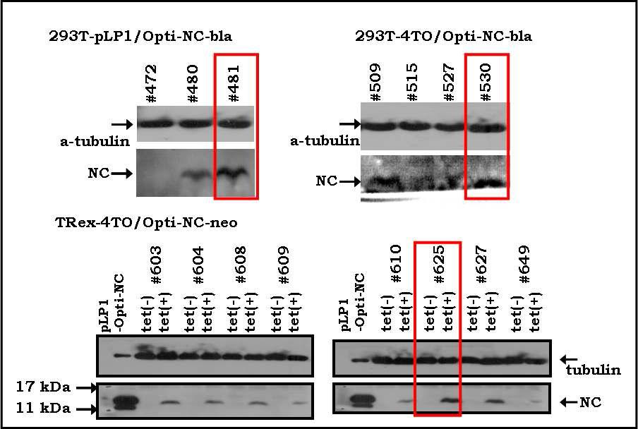 Selection and confirmation of HIV-NC protein expression stable cell lines