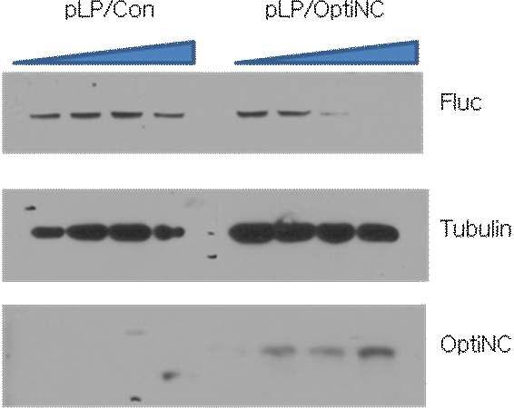 Translational repression in a Psi-Firefly luciferase stable cell line by NC protein