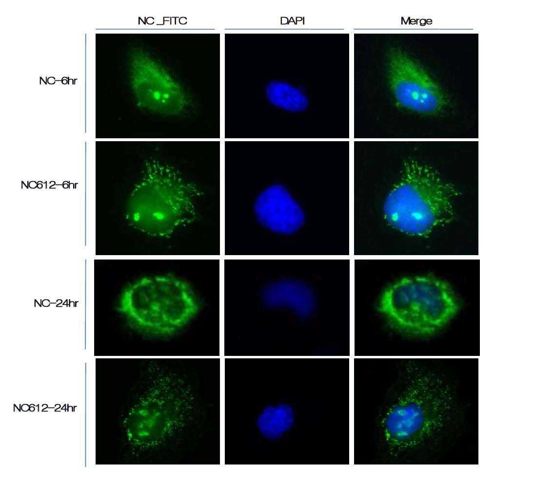Cellular localization of NC and zinc finger mutant NC protein