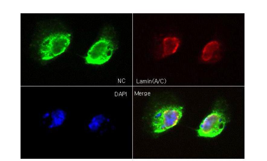 Confirmation of localization of NC at nucleus membranes