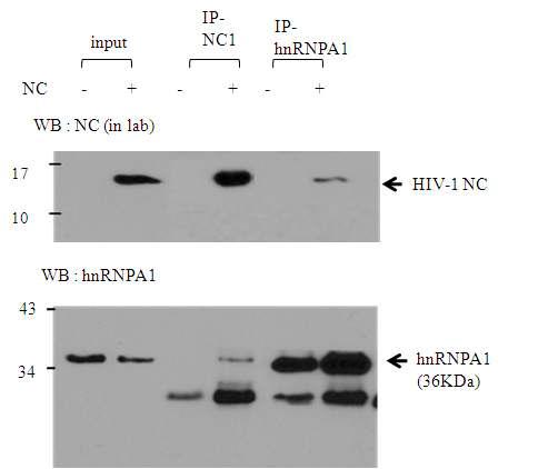 Interaction between HIV-NC protein and hnRNPA1