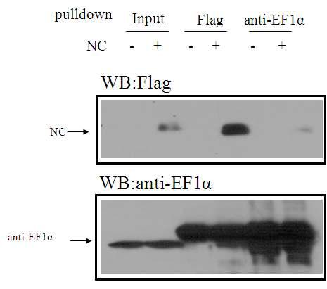 Interaction between HIV-NC protein and EF1α