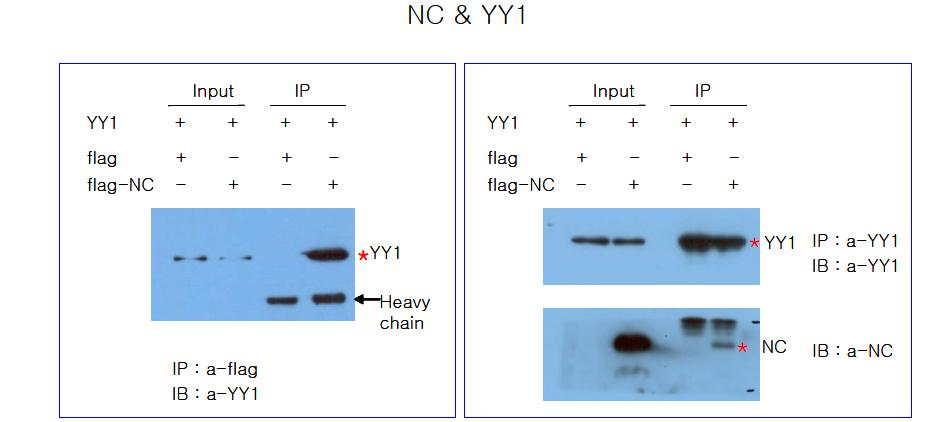 Interaction between HIV-NC protein and YY-1