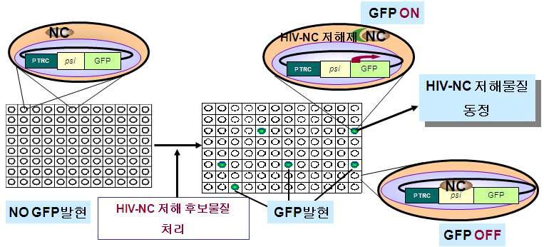 HIV NC 단백질과 Packaging 단계를 표적하는 inhibitor 발굴을 위한 최적화 HTS의 모식도