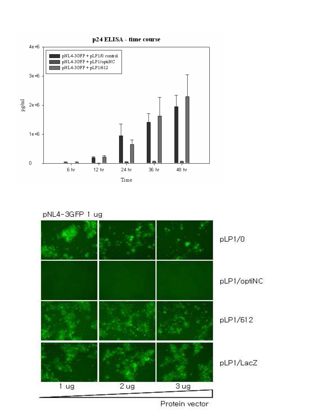 Quantitative HIV p24 Elisa assay result (upper) and infectivity test result (lower) of the viruses produced after co-transfection of wild type NC or its mutant or control and pNL4-3EGFP DNA clone.