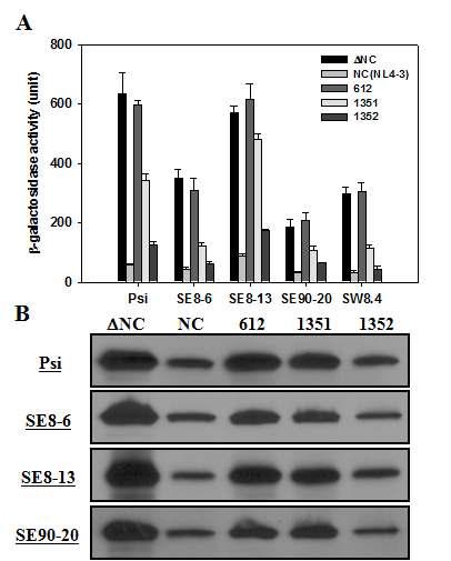 Effect of Zinc finger of NC on Selex RNA binding activity