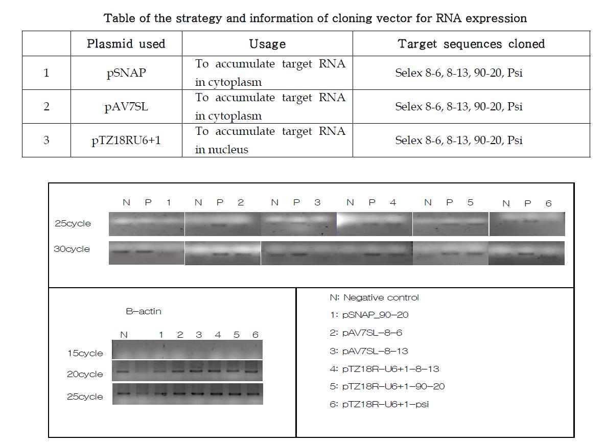 Confirmation of expression of various Selex RNAs in mammalian cells by RT-PCR