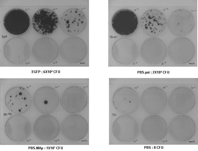Determination of infection efficacy of the various Lentiviral vectors using HT1080 cells