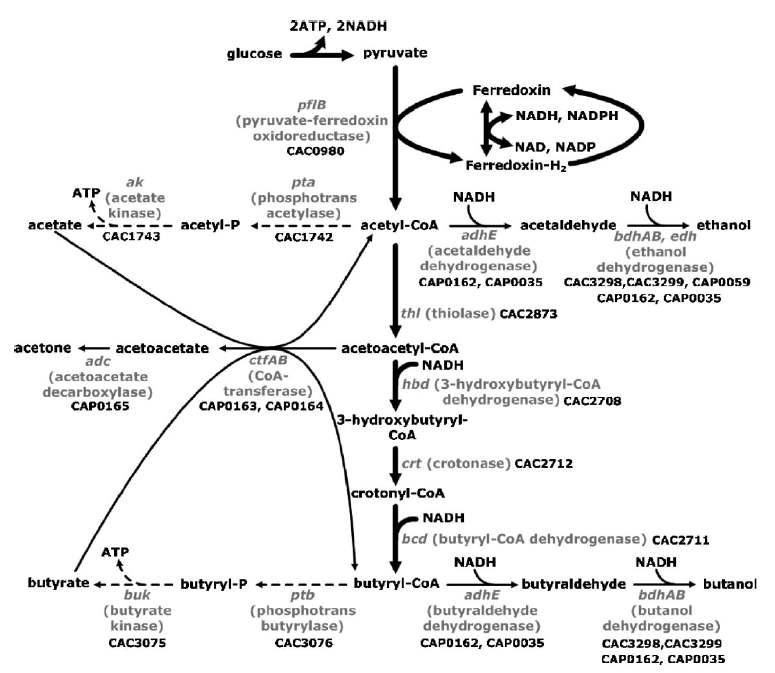 Clostridial biphasic fermentation pathway