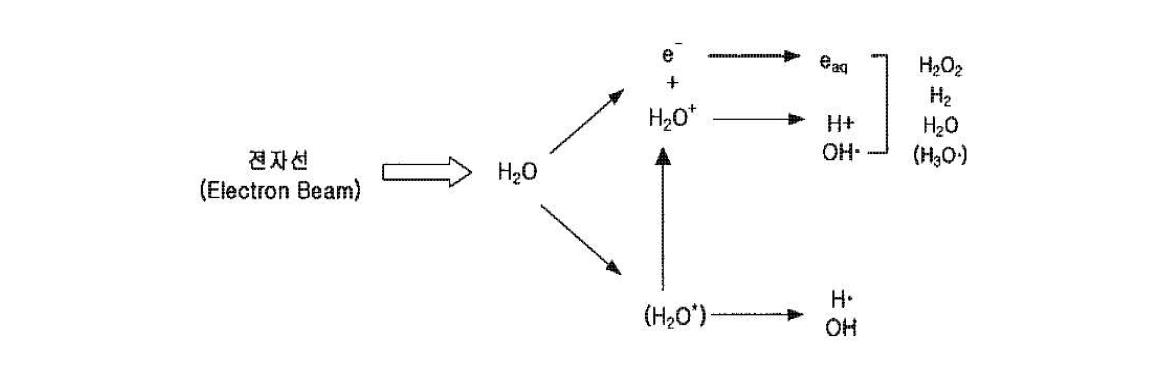 전자빔조사에 의한 물의 방사분해 과정