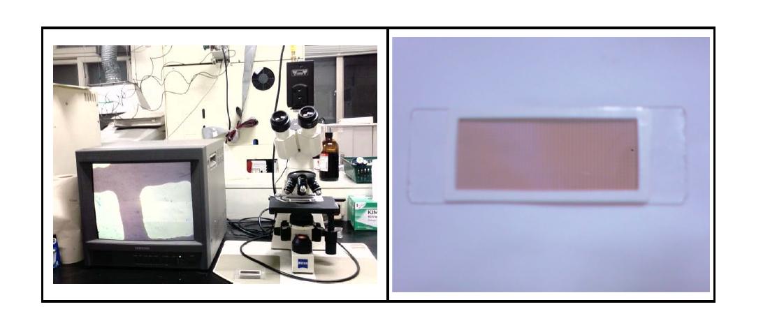 광학현미경 및 Sedwick-Rafter Chamber