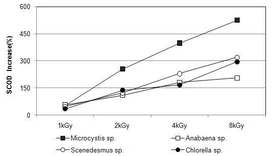 전자빔조사선량에 따른 조류의 SCOD 농도증가율