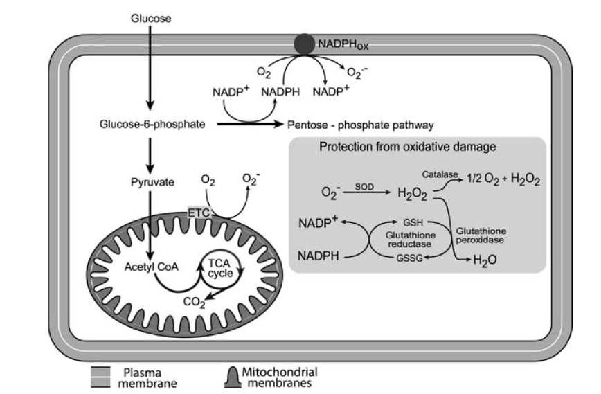 Site of production of reactive oxygen species (ROS) and antioxidant system