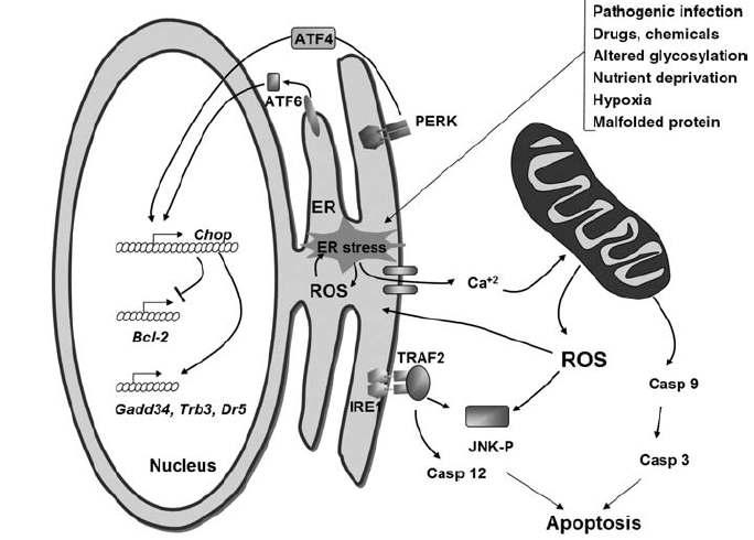 ER stress and mitochodria ROS