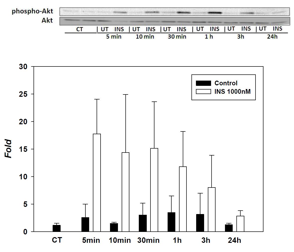 Expression of P-AKT/AKT in SK-hep-1 cell