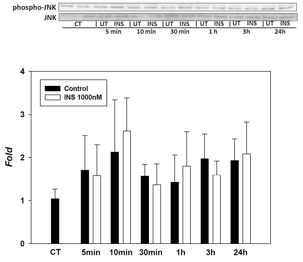 Expression of P-JNK/JNK in SK-hep-1 cell