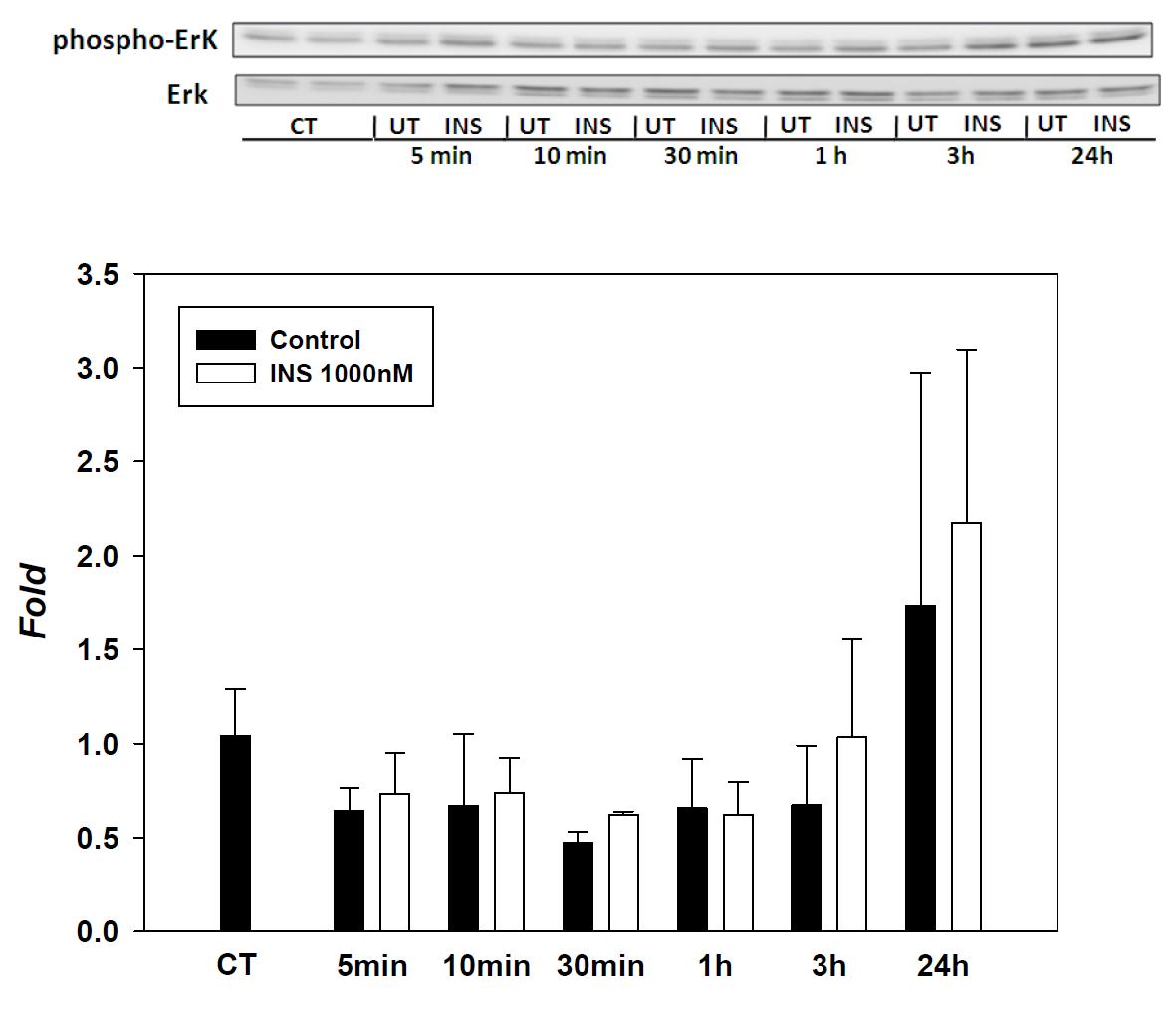 Expression of P-Eek/Eek in SK-hep-1 cell