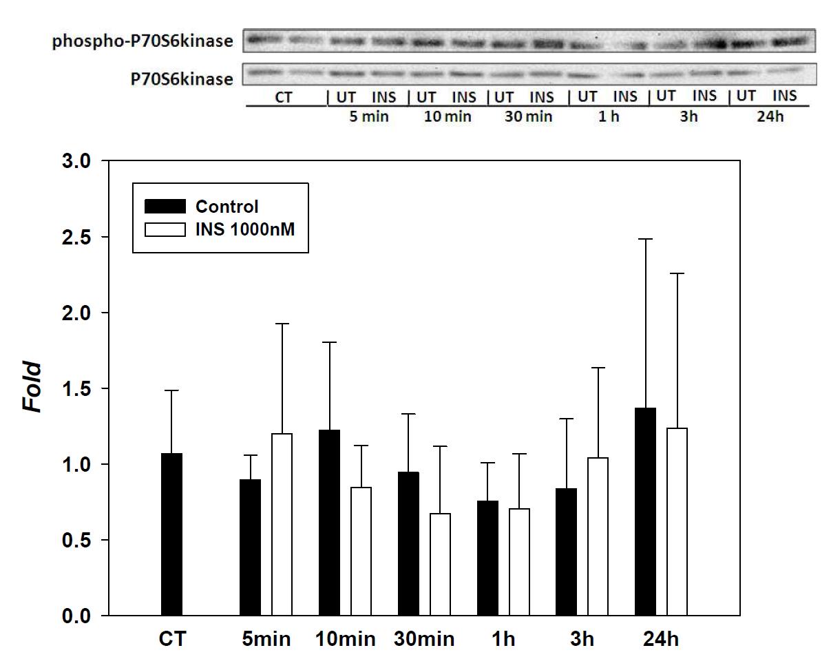 Expression of P-p70s6 kinase/p70s6 kinase in SK-hep-1 cell