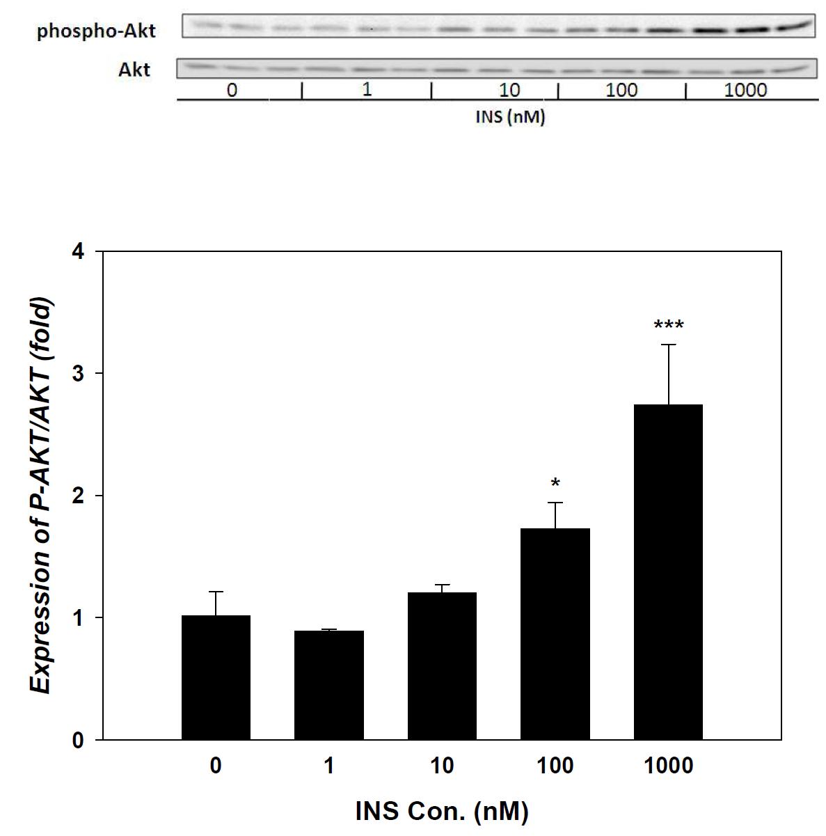 Expression of P-AKT/AKT depend on concentration of insulin in SK-hep-1 cell