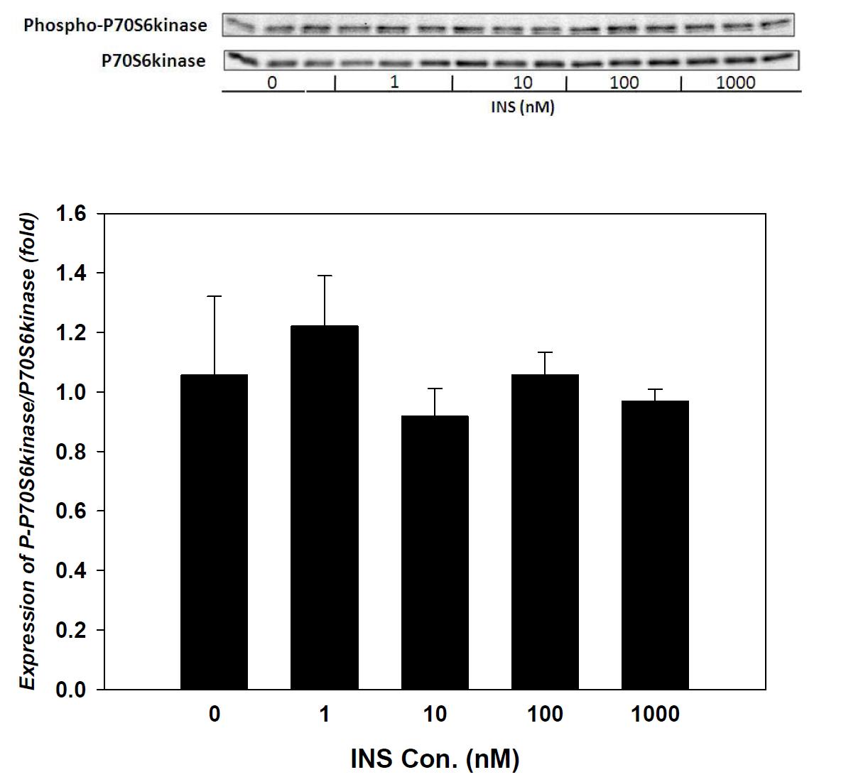 Expression of P-p70s6 kinase/p70s6 kinase depend on concentration of insulin in SK-hep-1 cell