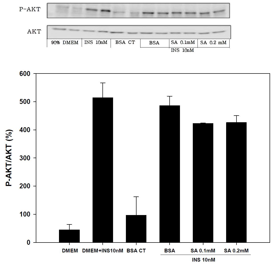 Expression of P-AKT/AKT on 2hr stearic acid treated in SK-hep-1 cell