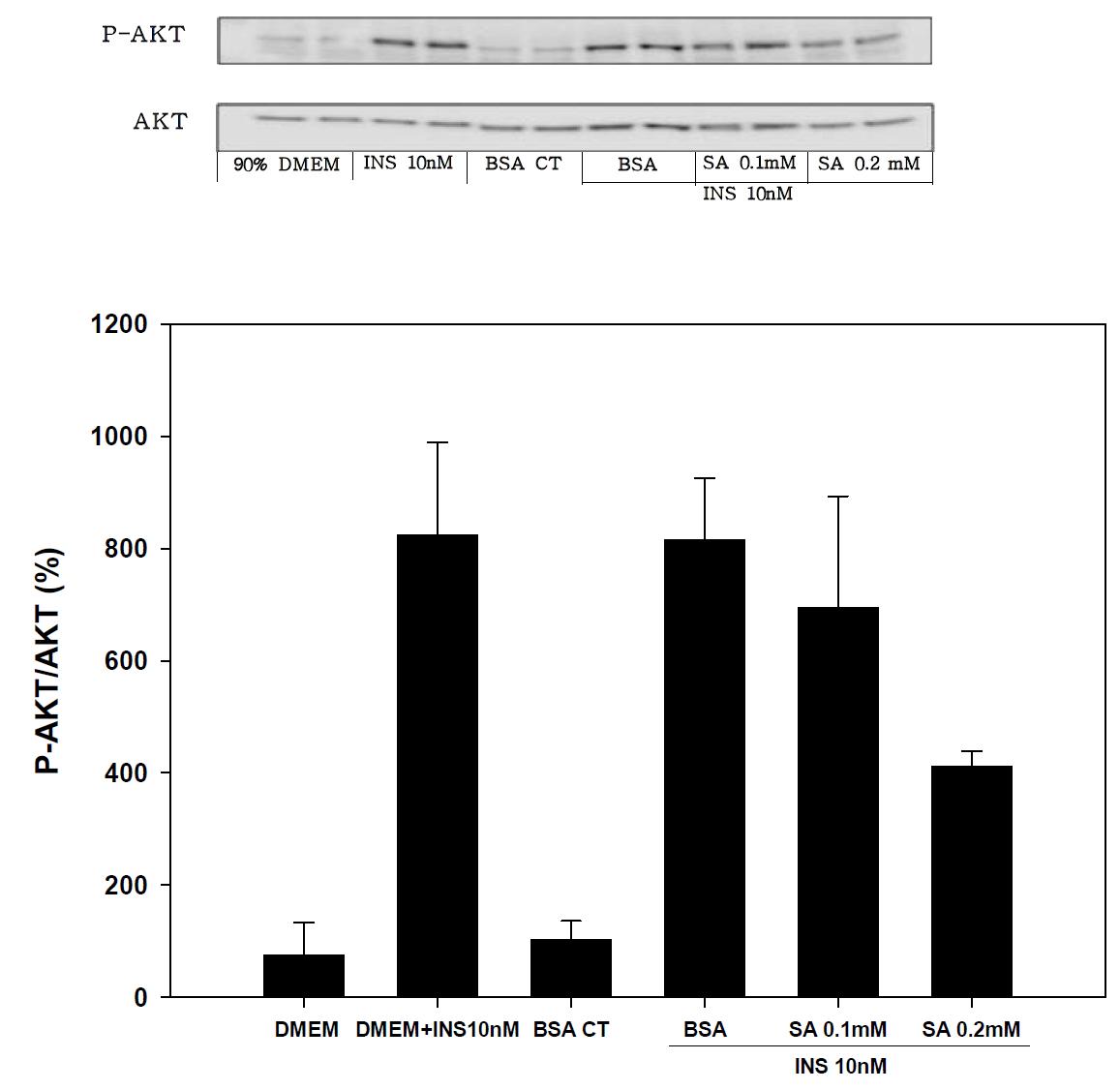 Expression of P-AKT/AKT on 12hr stearic acid treated in SK-hep-1 cell