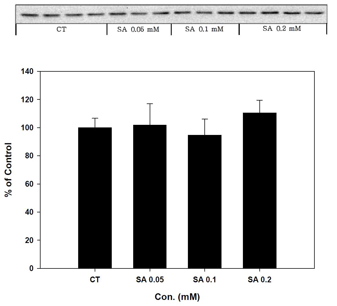 Expression of GAPDH in stearic acid treated SK-hep-1 cell