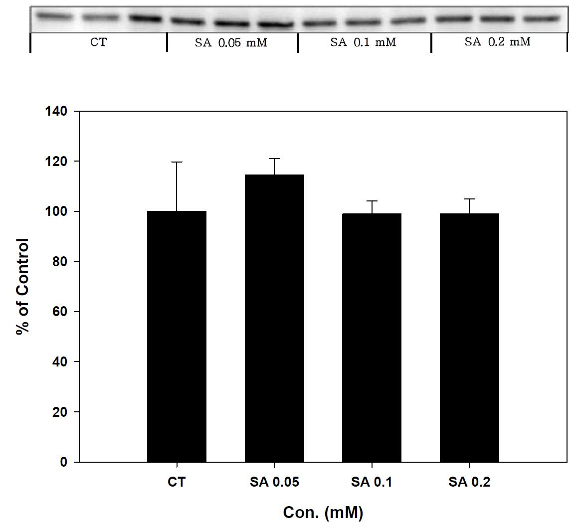 Expression of Catalase in stearic acid treated SK-hep-1 cell