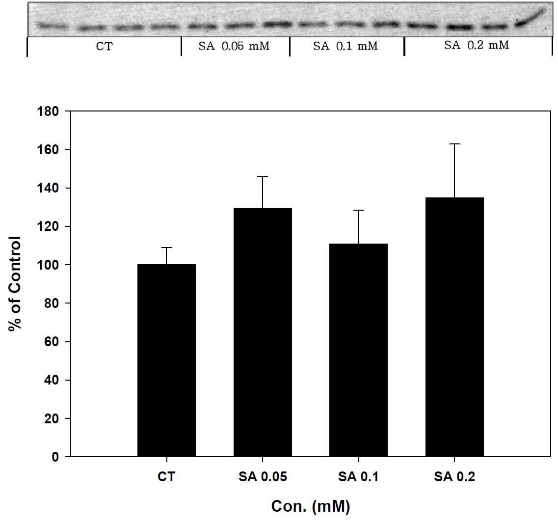 Expression of Prx-2 in stearic acid treated SK-hep-1 cell