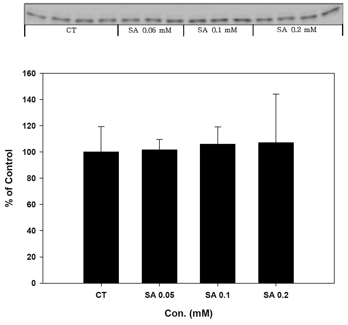 Expression of Prx-3 in stearic acid treated SK-hep-1 cell