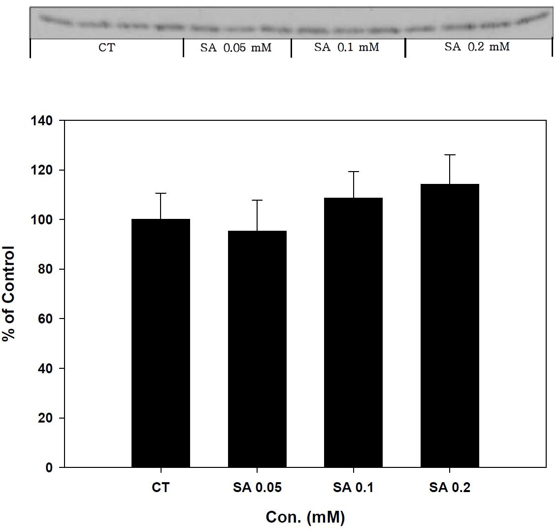 Expression of Trx-1 in stearic acid treated SK-hep-1 cell