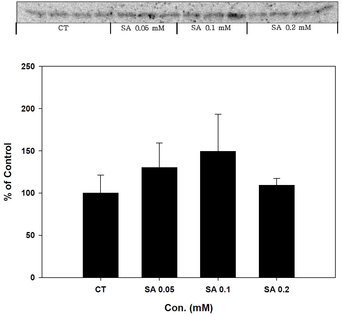 Expression of Trx-2 in stearic acid treated SK-hep-1 cell