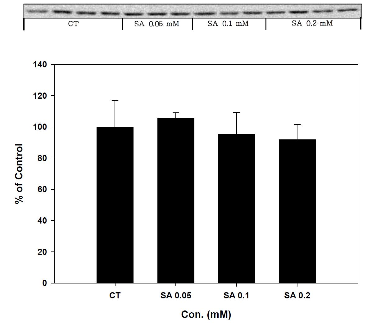 Expression of p38 in stearic acid treated SK-hep-1 cell