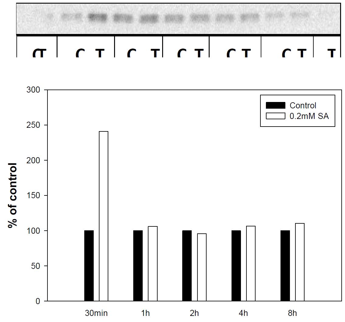 Expression of Bip in stearic acid treated SK-hep-1 cell