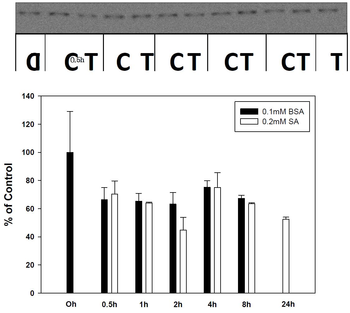 Expression of IRE-alpha in stearic acid treated SK-hep-1 cell