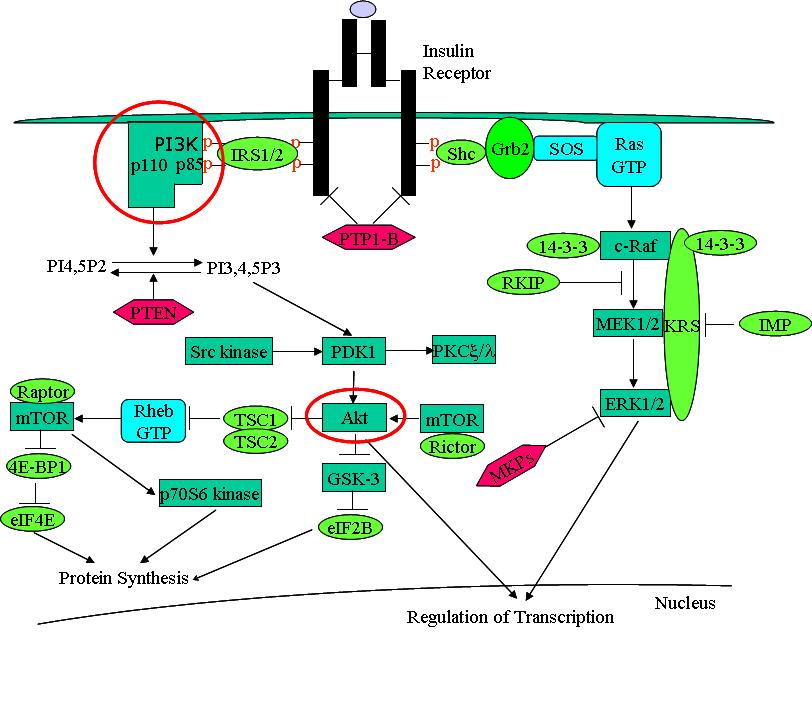 Insulin signaling