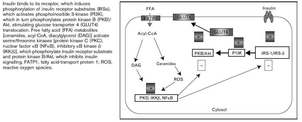 Free fatty acid and insulin signalling in myocyte