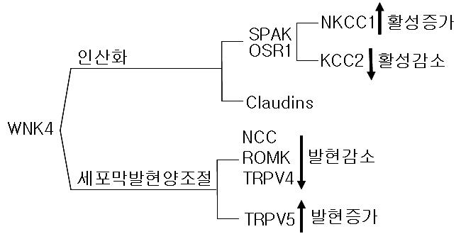 WNK4이 활성조절에 기여하는 방법