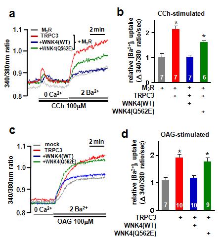 TRPC3의 칼슘유입활성에 미치는 WNK4의 작용 및 PHAII 돌연변이 WNK4의 기능 변화