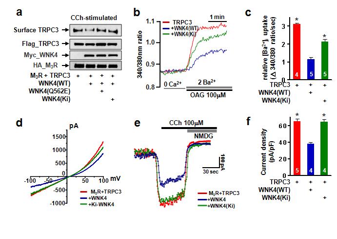 WNK4의 인산화 능력과 TRCP3의 세포막발현 조절 기전- PHAII 돌연변이 Q562E와 인산화불능 돌연변이 WNK4의 TRPC3 세포막 발현에 미치는 영향