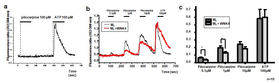 M3R 활성에 미치는 WNK4의 영향