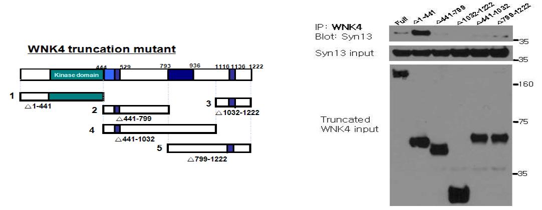 Syntaxin13의 WNK4와의 결합부위.